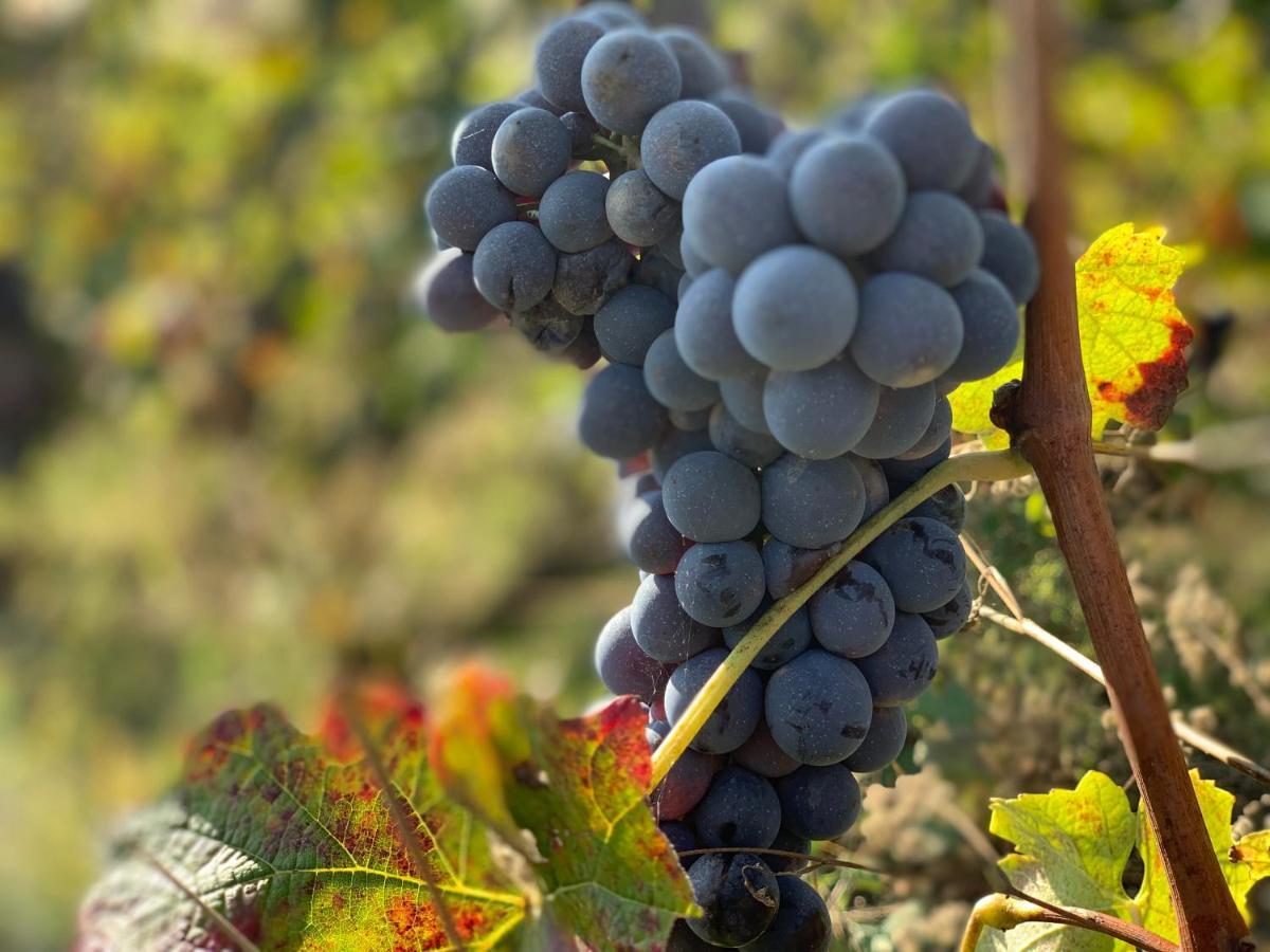 Naturalmente Wine Resort Agliano Terme Eksteriør billede